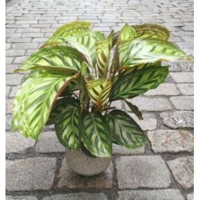 Calathea, stor