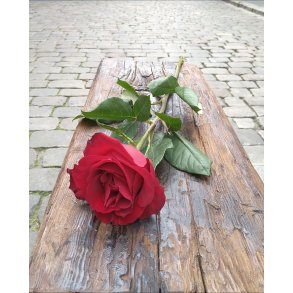 Enkel rd rose