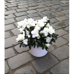 Hvit Azalea