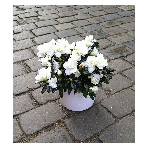 Hvit Azalea