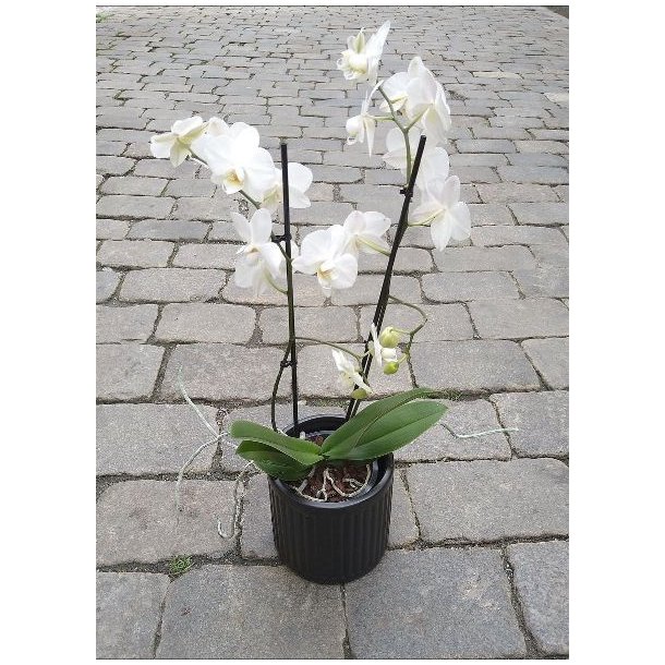 Hvit Orkide