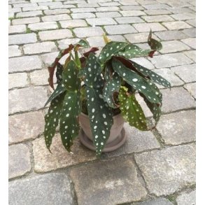 Begonia Maculata med prikker
