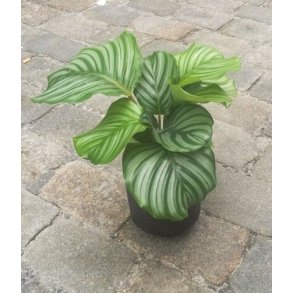Calathea liten