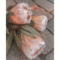 Protea, fersk