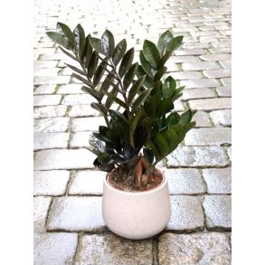 Zamioculcas 