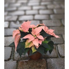 Julestjerne, rustfarge