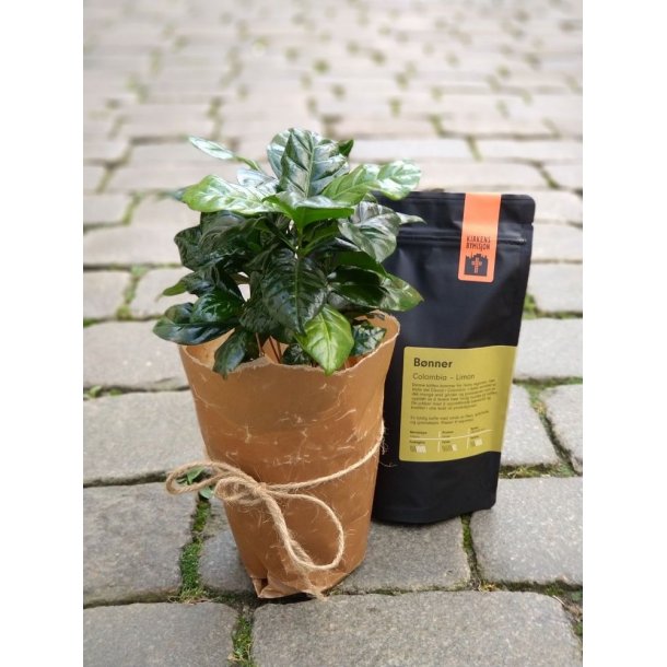 Kaffeplante med kaffebønner