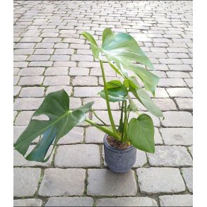 Monstera
